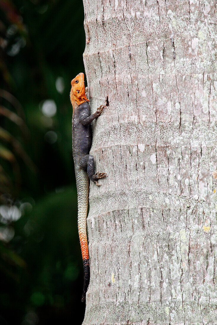 USA. Florida. Miami. Reptile agame with red head on a trunk.