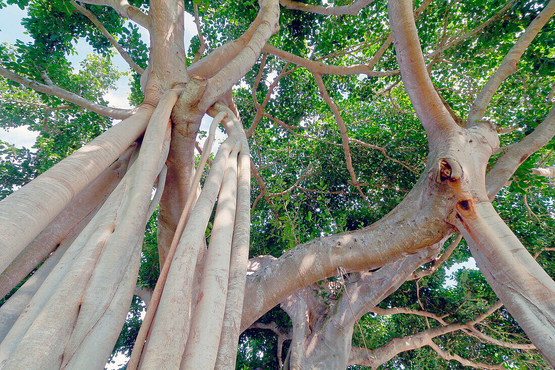 USA. Florida. Naples. Downtown. Fig tree of banians in a park.