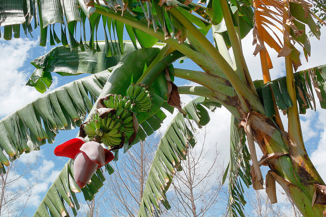 USA. Florida. Naples. Botanischer Garten von Naples. Banane. Bananen.