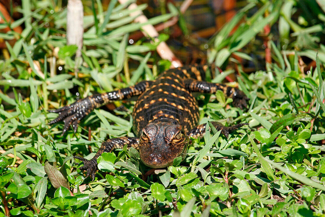 USA. Florida. Everglades National Park. Shark Valley. Baby alligator.