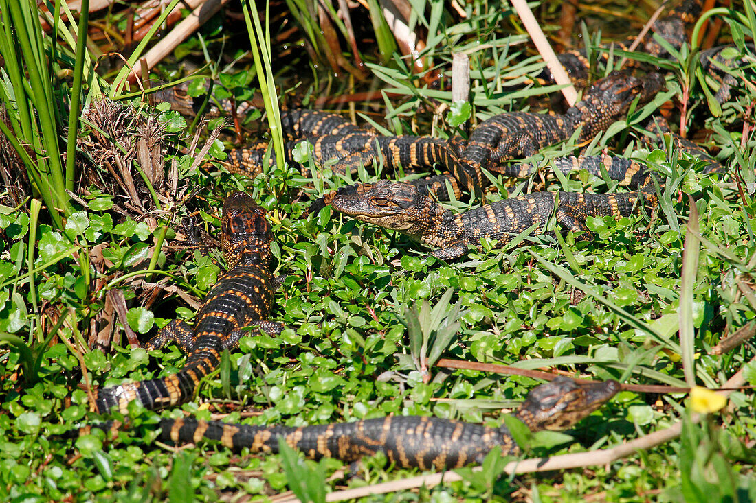 USA. Florida. Everglades National Park. Shark Valley. Baby alligators.