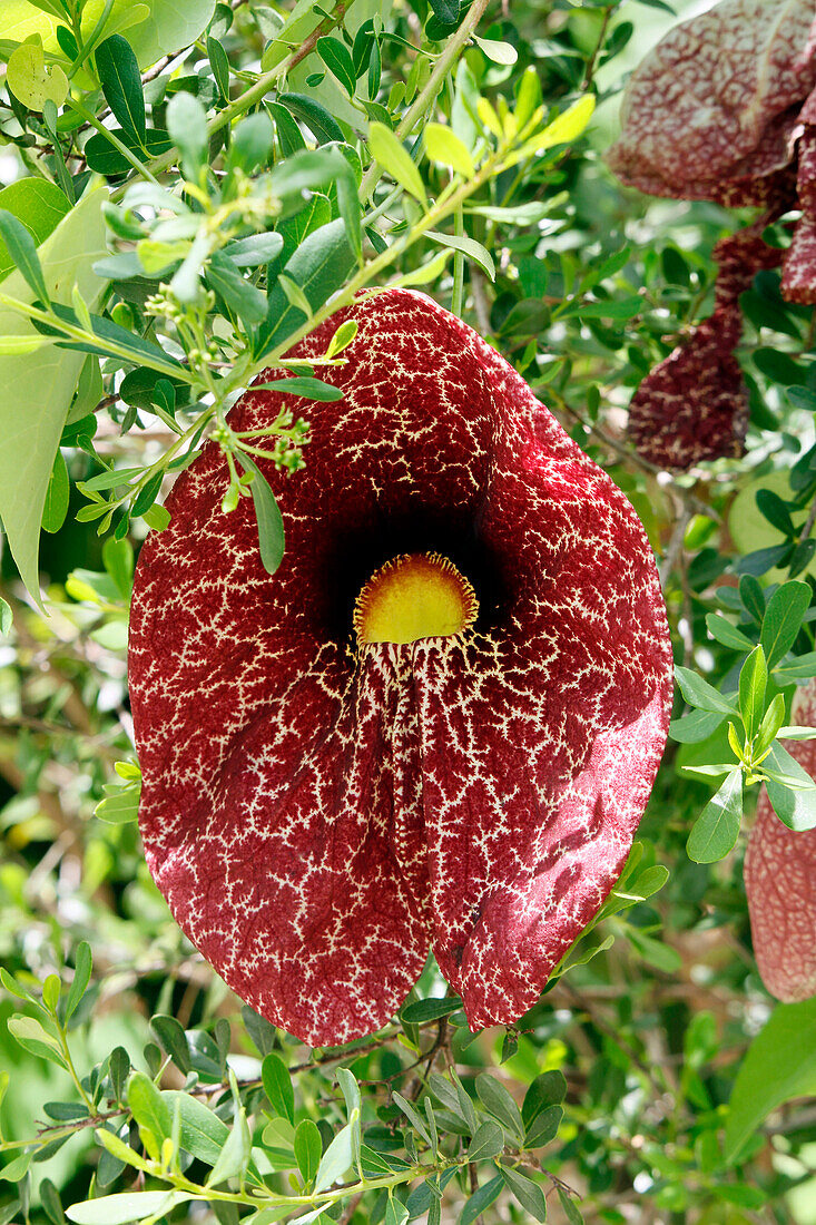 Panama. Close up on an aristoloche plant (Aristolochia).