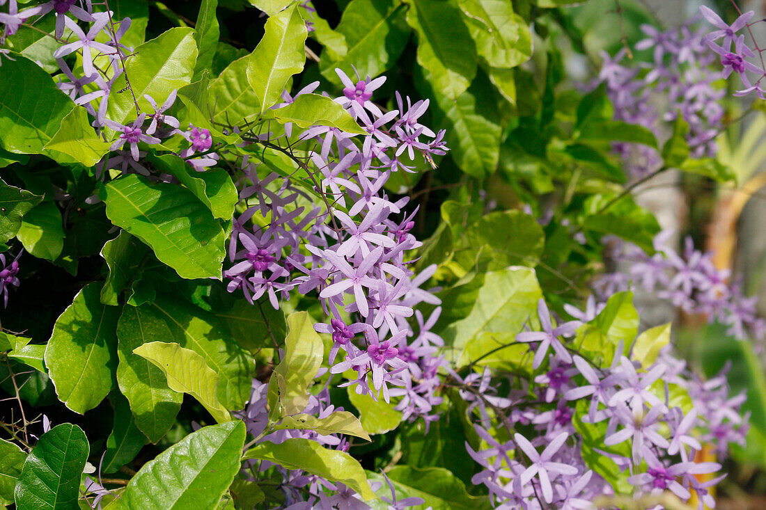 Mexico. Close-up of a coral liana plant.