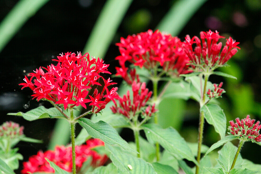 Close-up of an Egyptian star plant (Pentas lanceolata).