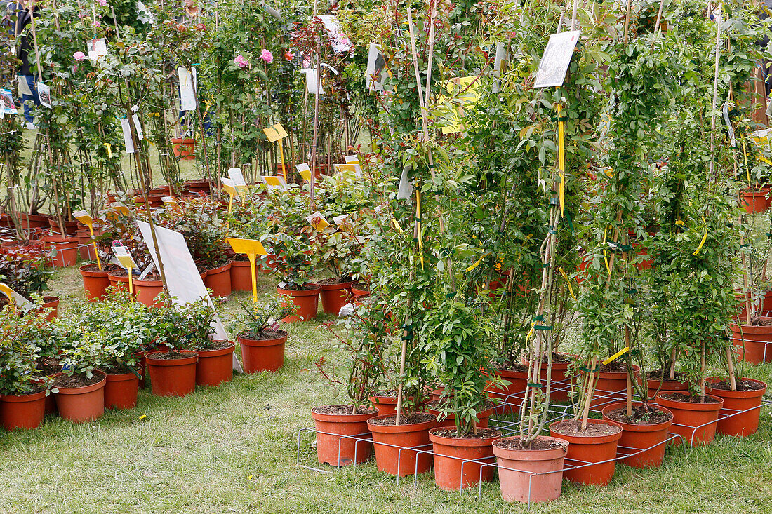 Seine et Marne. View of stalls of plants and flowers for sale.