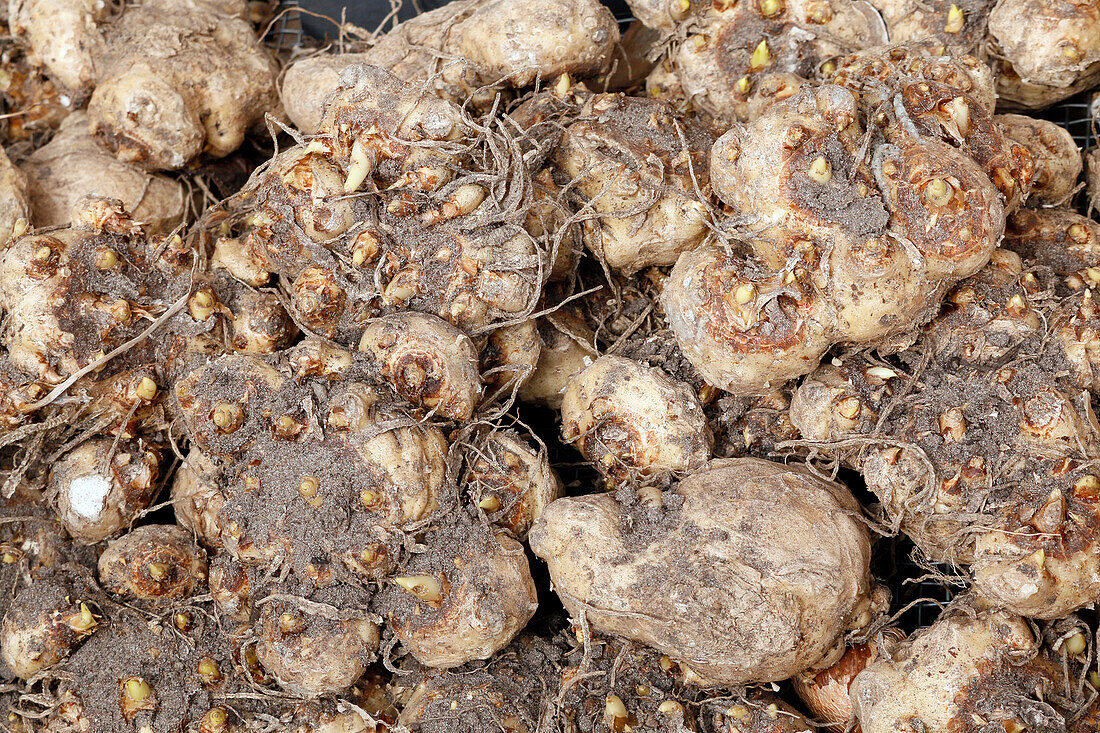 Seine et Marne. View of callas bulbs.