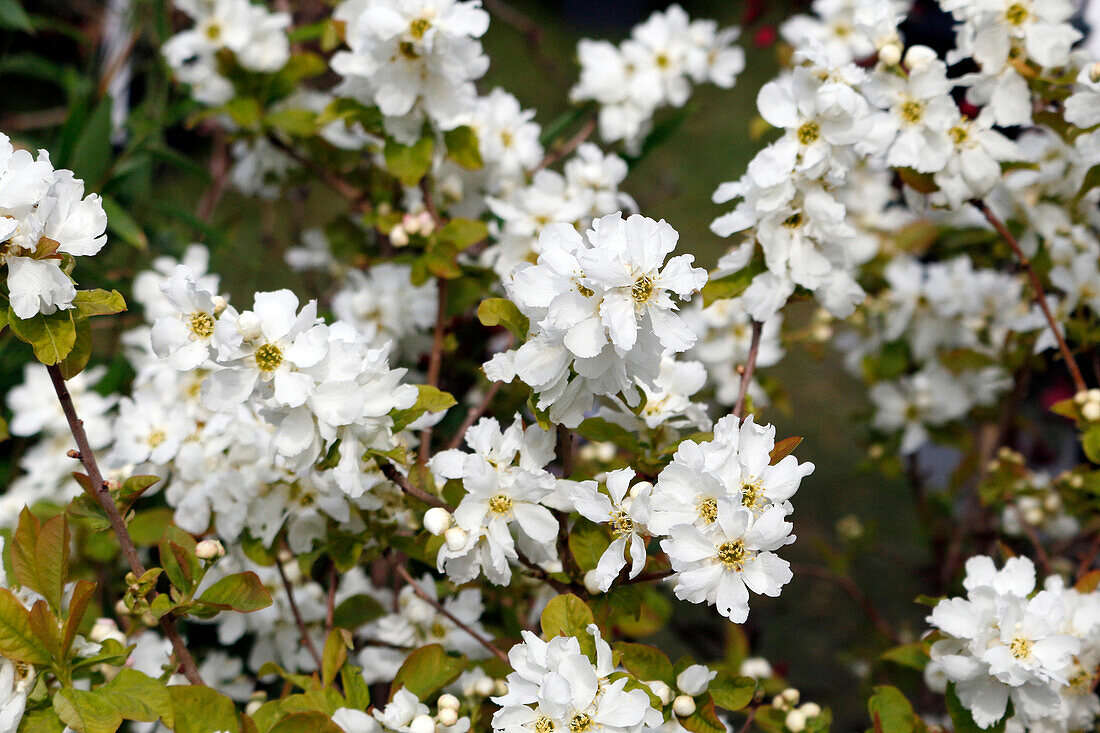 Seine et Marne. View of an Exochorde Snow White.