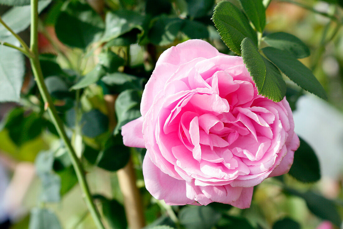 Seine et Marne. Blick auf einen Rosenschnitt von sonst.