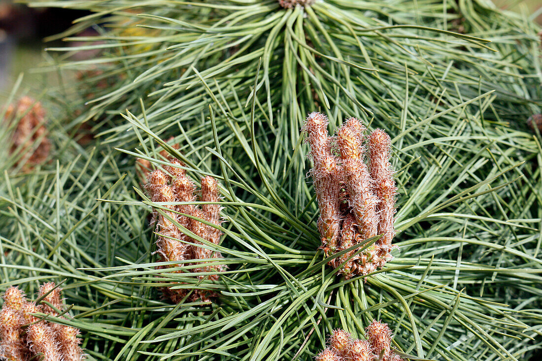 Seine et Marne. View of young pine shoots.