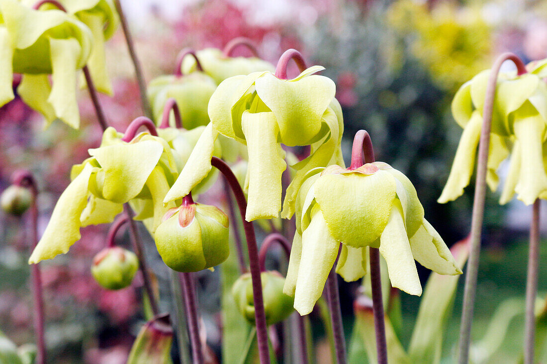 Seine et Marne. View of a carnivorous plant Sarracenie.