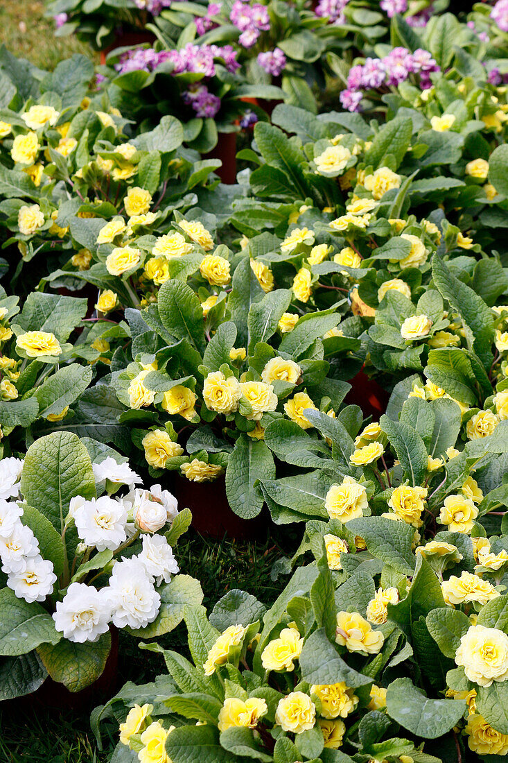 Seine et Marne. Blick auf die Blüten der Primula Ballerina.