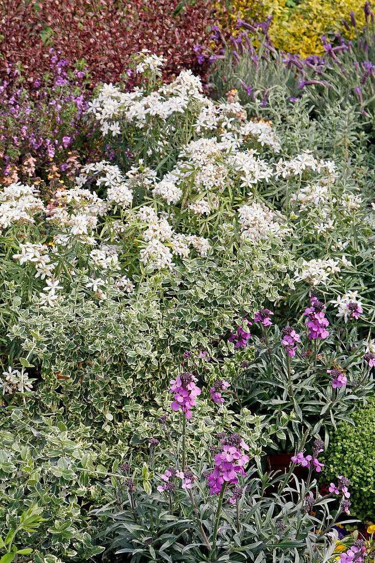 Seine et Marne. Blick auf Wildblumen.