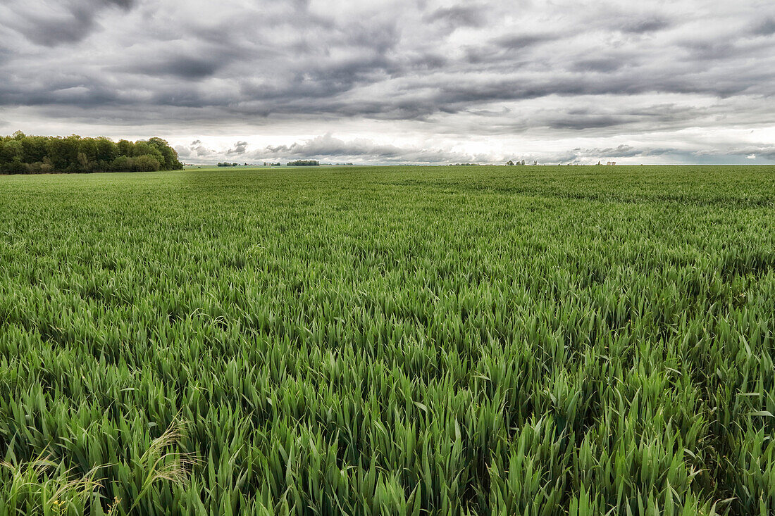 Frankreich. Seine und Marne. Boissy le Chatel Region. Feld mit jungen Weizensprossen im Frühling.