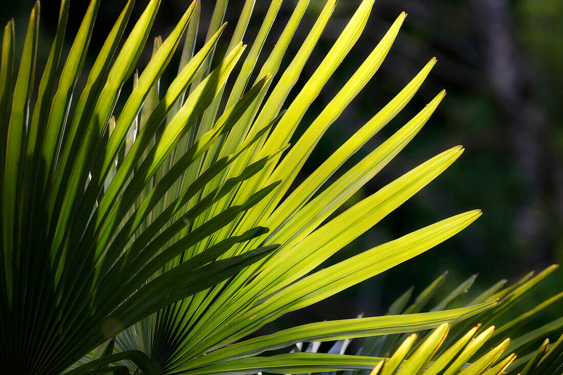 Nahaufnahme auf Palmenblättern.