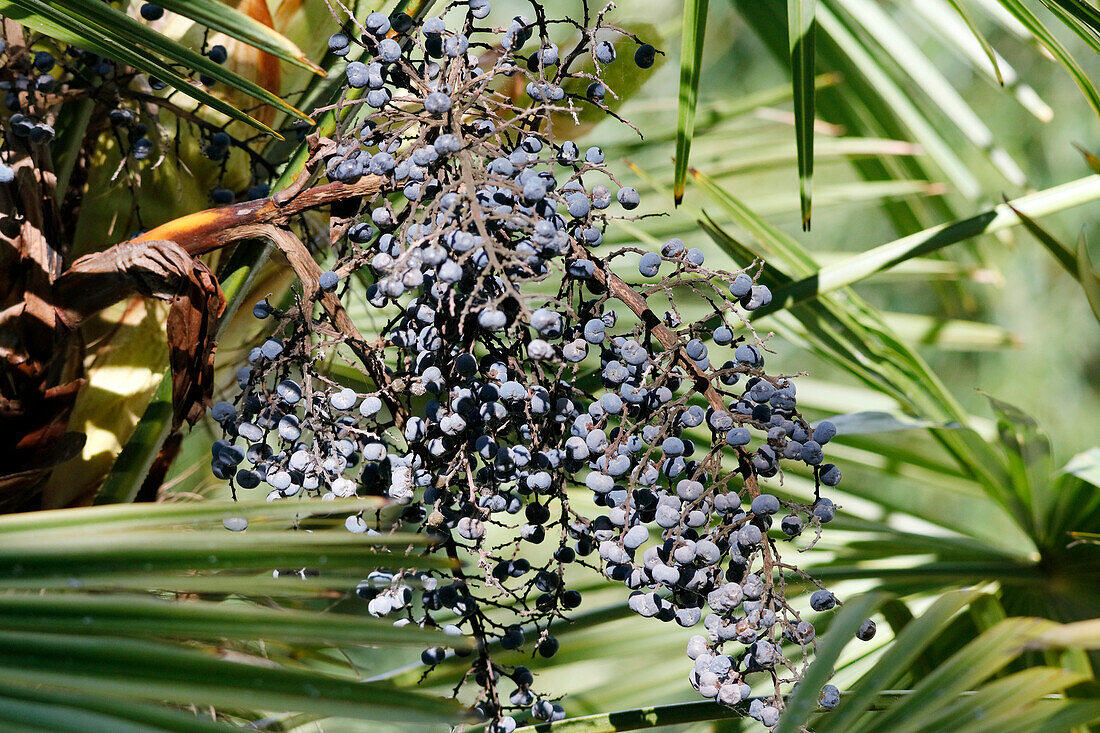 Close-up on palm fruits.