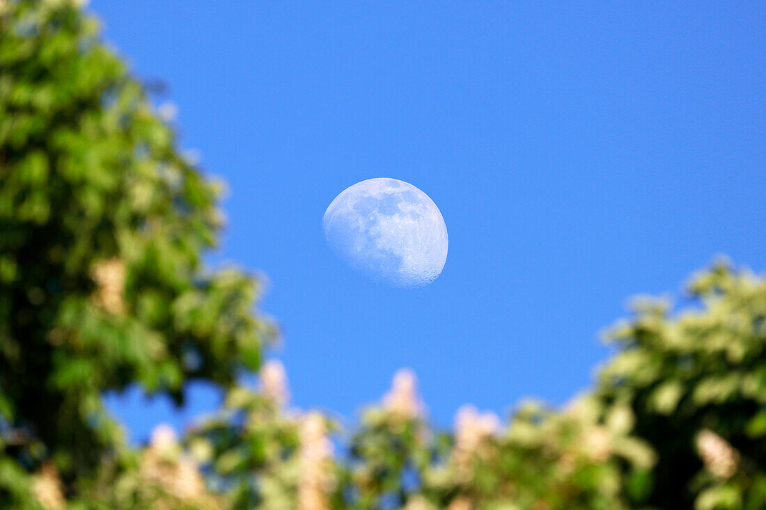 France. Seine et Marne. Coulommiers region. Moonrise over the trees.