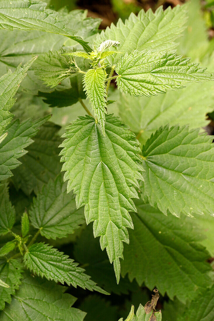 France. Seine et Marne. Boissy le Chatel. Forest. Nettle in spring.