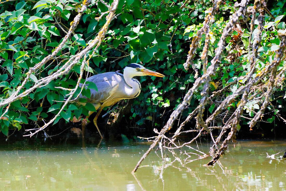 Frankreich. Seine und Marne. Region Coulommiers. Reiher bei der Jagd an einem See im Frühling.