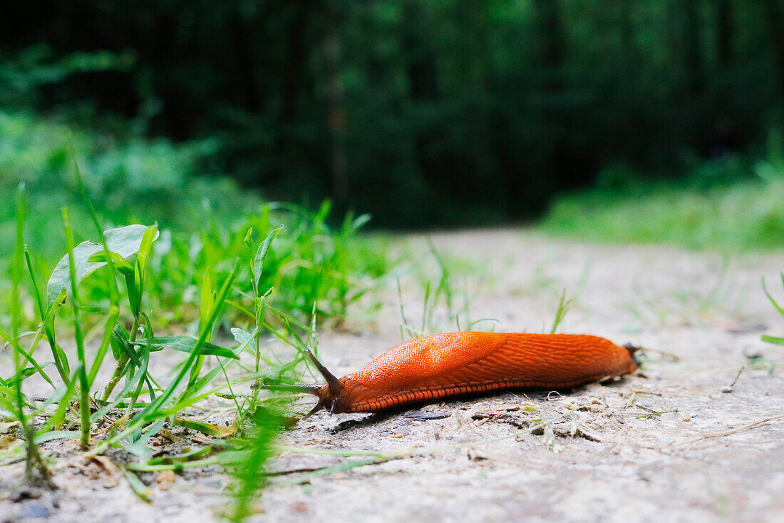 France. Seine et Marne. Boissy le Chatel region. Close-up of a slug on a forest path.