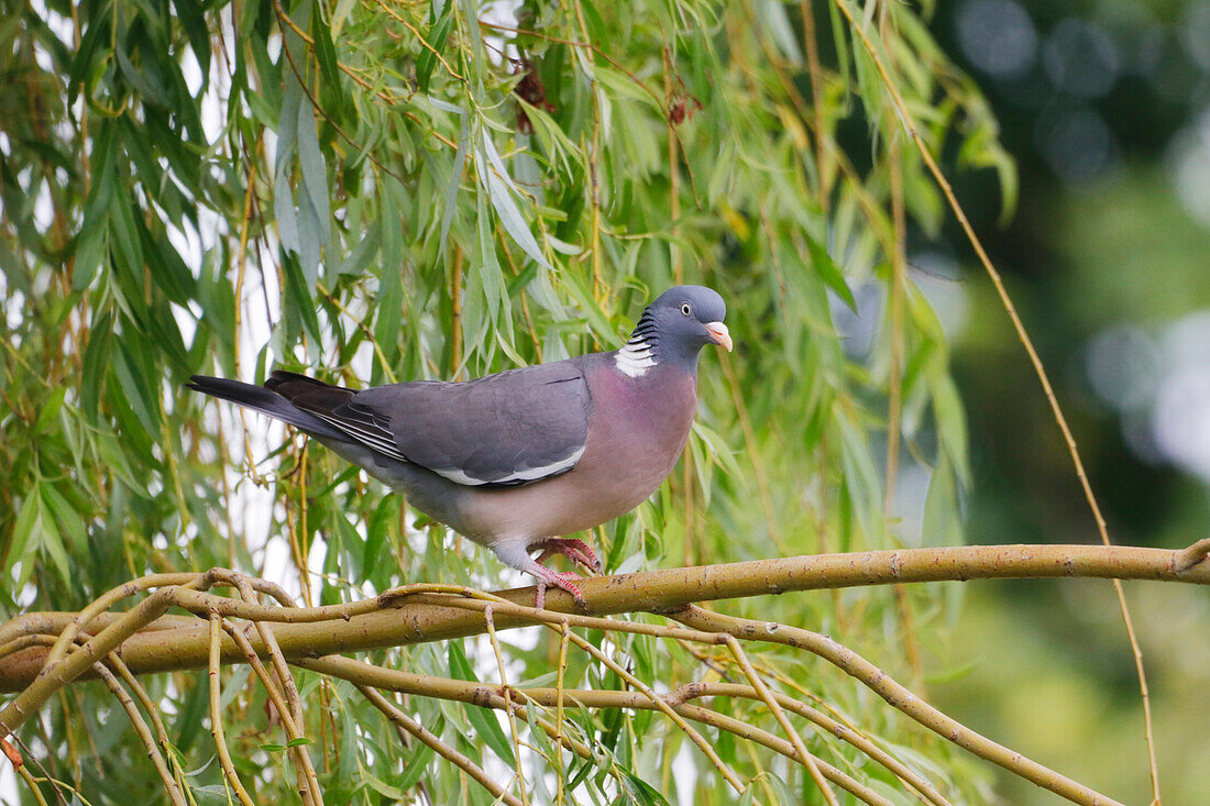 France. Seine et Marne. Coulommiers region. Close-up of a wood pigeon (columba palumbus) resting on a branch.