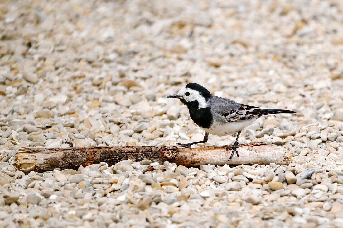 Frankreich. Seine und Marne. Region Coulommiers. Nahaufnahme einer grauen Bachstelze (Motacilla alba), die auf dem Boden ruht.