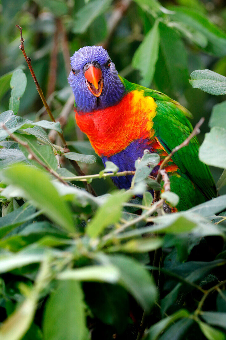 Close-up on a Rainbow Lorikeet (Trichoglossus moluccanus) bird.