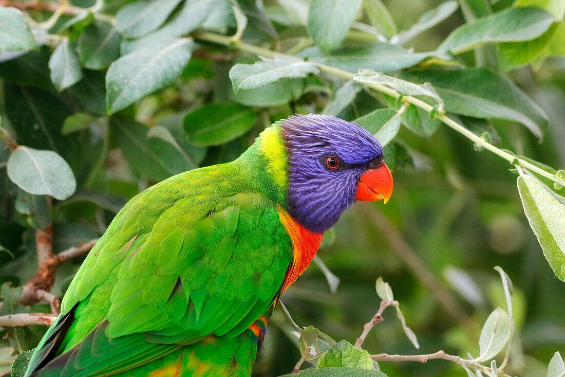 Close-up on a Rainbow Lorikeet (Trichoglossus moluccanus) bird.