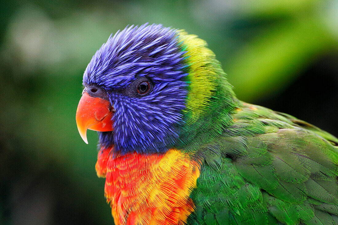 Close-up on a Rainbow Lorikeet (Trichoglossus moluccanus) bird.