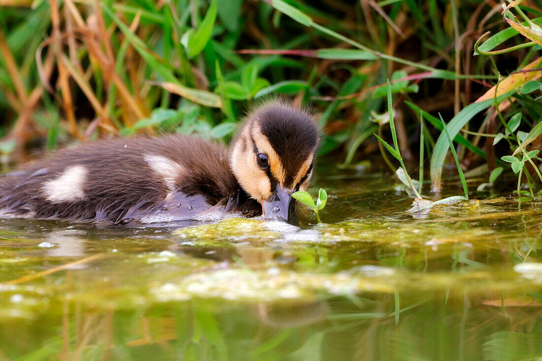 France. Seine et Marne. Coulommiers region. Close-up of a mallard duckling (Anas platyrhynchos) foraging for food near the edge of a pond.