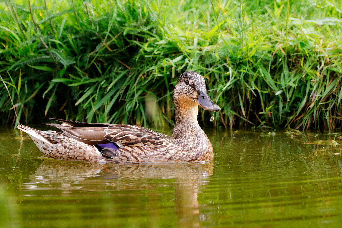 Frankreich. Seine und Marne. Region Coulommiers. Nahaufnahme einer weiblichen Stockente (Anas platyrhynchos) auf einem Teich.