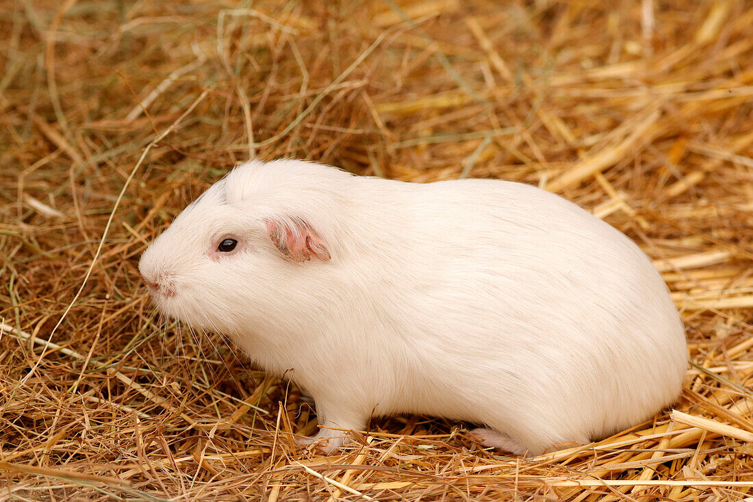 Frankreich. Seine und Marne. Region Coulommiers. Lehrbauernhof. Nahaufnahme eines Meerschweinchens.