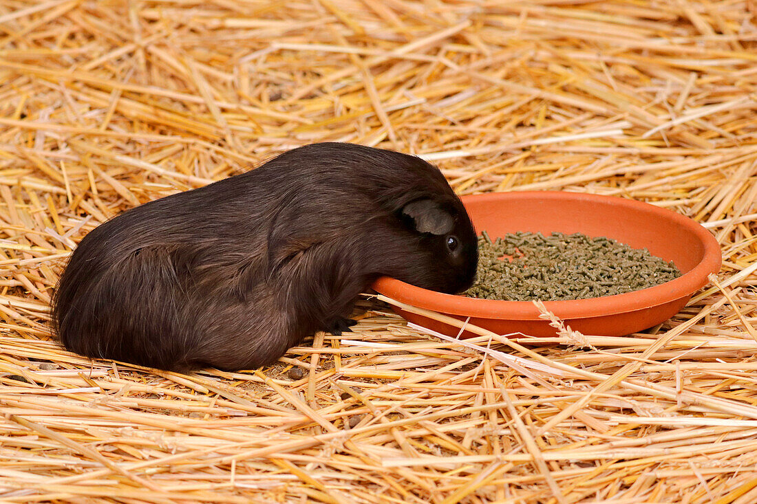 Frankreich. Seine und Marne. Region Coulommiers. Lehrbauernhof. Nahaufnahme eines Meerschweinchens, das aus seinem Napf frisst.