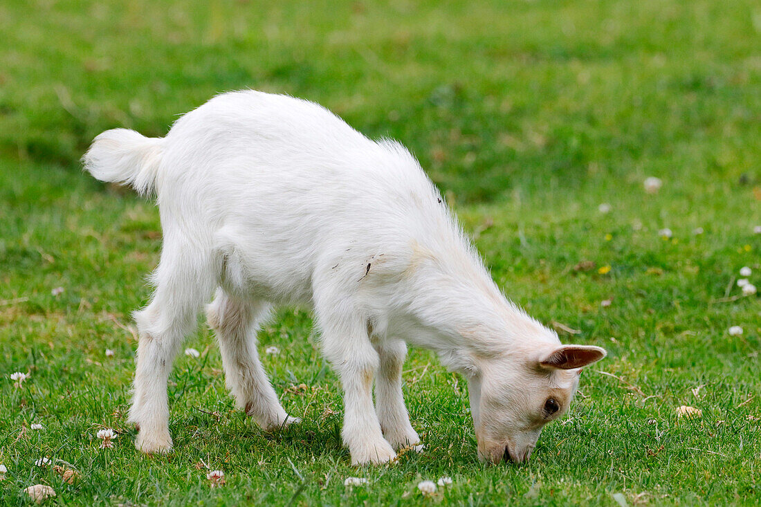 France. Seine et Marne. Coulommiers region. Educational farm. Close-up of a kid grazing on the grass.