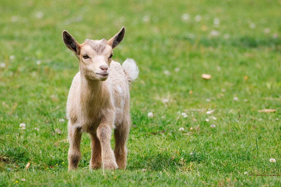 France. Seine et Marne. Coulommiers region. Educational farm. Close-up of a kid.