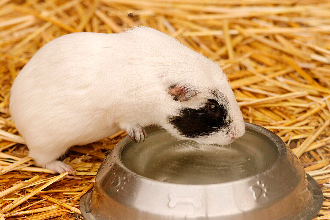 Frankreich. Seine und Marne. Region Coulommiers. Lehrbauernhof. Nahaufnahme eines Meerschweinchens, das aus seinem Napf trinkt.