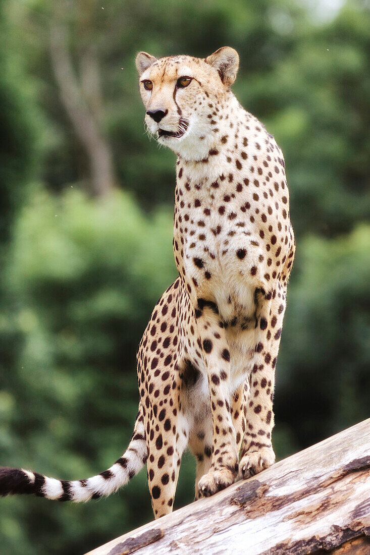 Close-up on a cheetah.