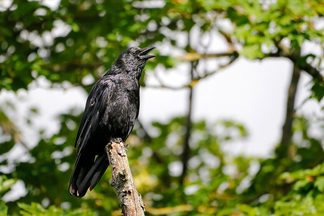 France. Seine et Marne. Coulommiers region. Carrion crow on a branch.