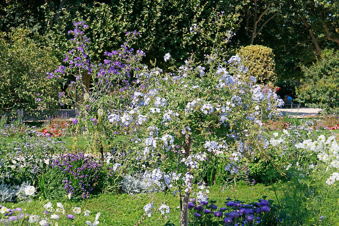 La France. Paris. 5th district. The Garden of plants. Close up on a tooth of the cape (Plumbago auriculata).