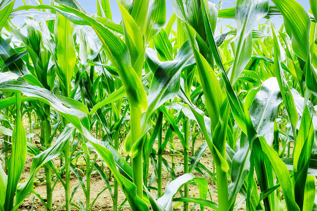 France. Seine et Marne. Coulommiers region. Summertime. Corn field just after rains.