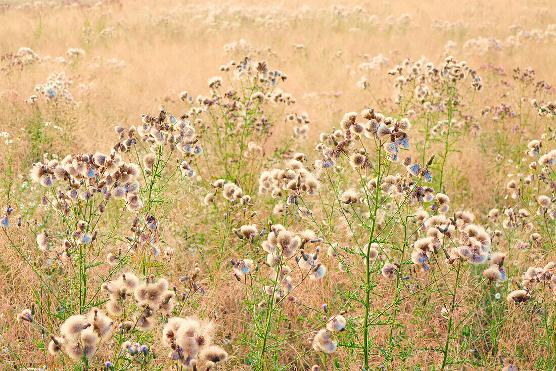 Frankreich. Seine und Marne. Region Coulommiers. Hochsommer. Brachliegendes Feld. Distelblüten und verschiedene Pflanzen bei Sonnenuntergang.