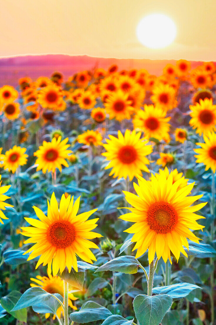 Frankreich. Seine und Marne. Region Coulommiers. Sommerzeit. Sonnenblumenfeld bei Sonnenuntergang.