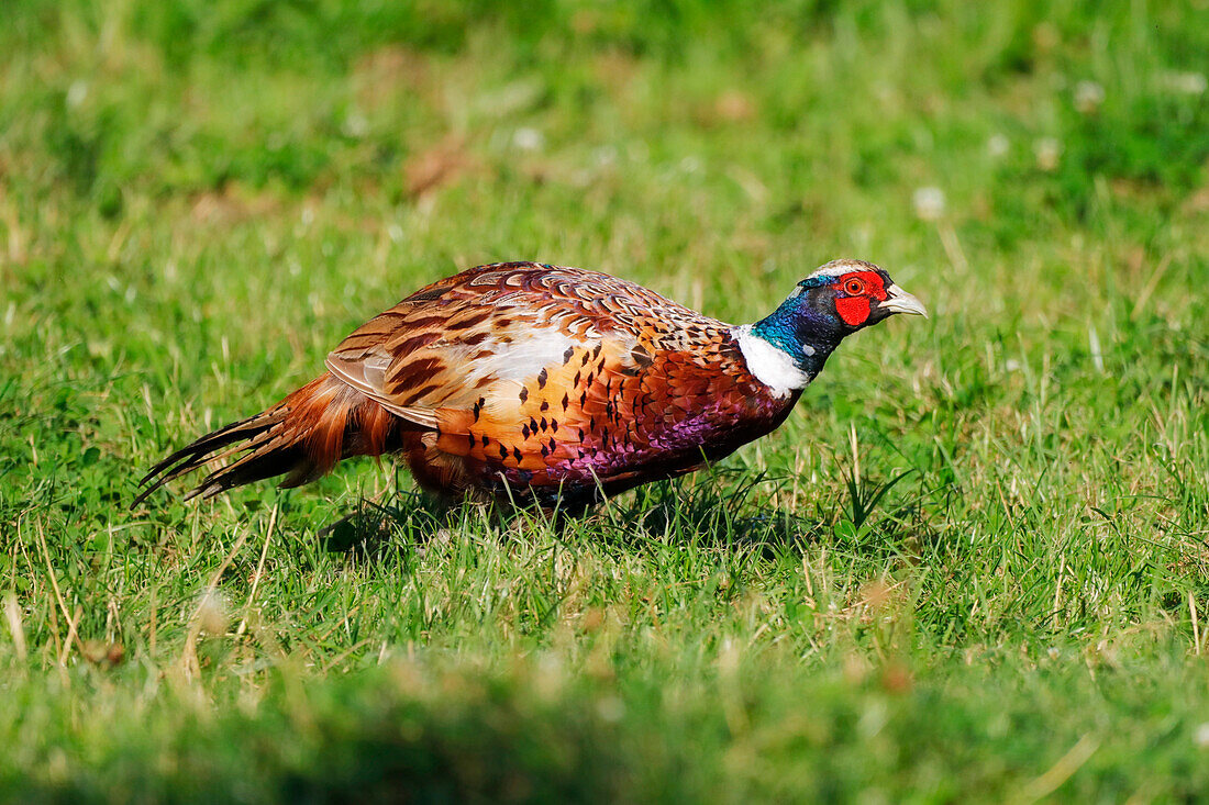 Frankreich. Seine und Marne. Region Coulommiers. Sommerzeit. Nahaufnahme eines männlichen Ringnackenfasans (Phasianus colchicus) bei der Futtersuche.