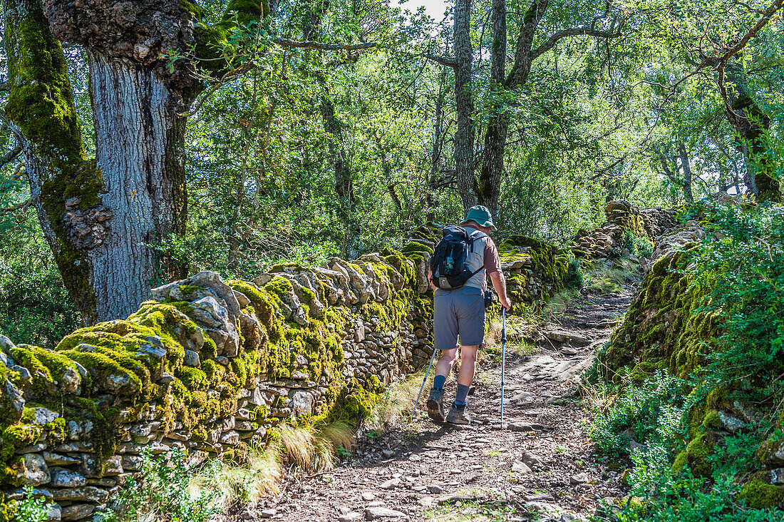 Spain,autonomous community of Aragon,Sierra y Cañones de Guara natural park,plateau of the Mascun Canyon,hiker on the way to the abandonned village of Otin