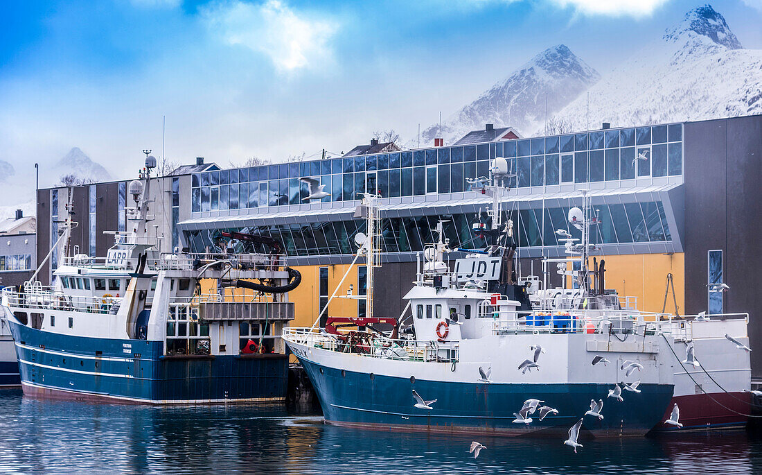 Norway,city of Tromso,Island of Senja,Fjordgard,Husoy cod fishery