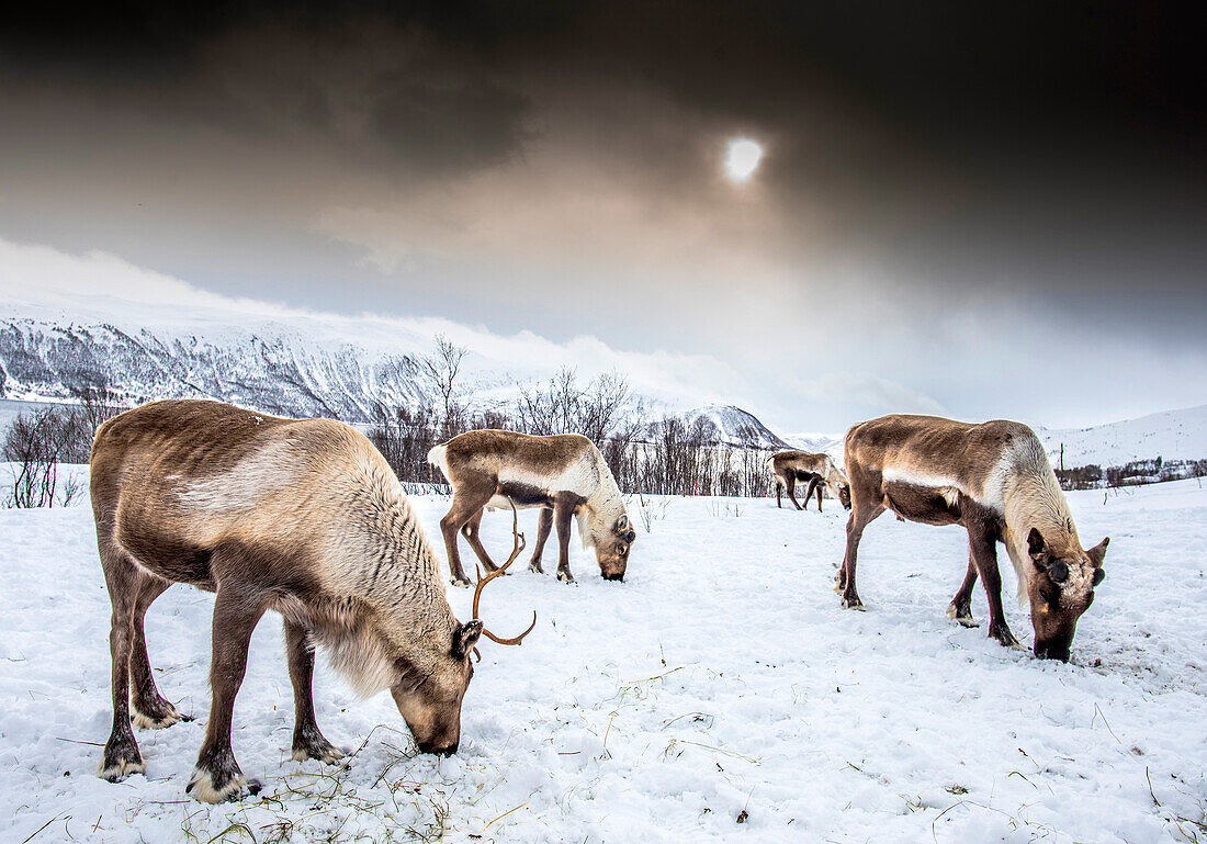 Norway,city of Tomso,young wild reindeer in the snow