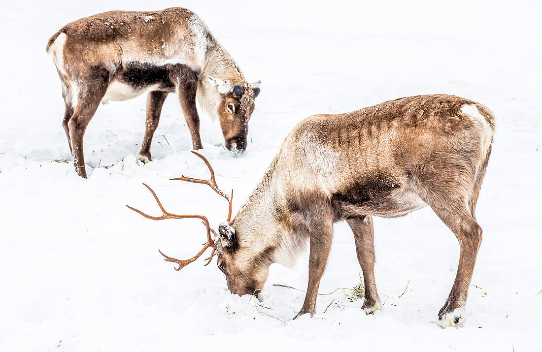 Norway,city of Tromso,young wild reindeer in the snow