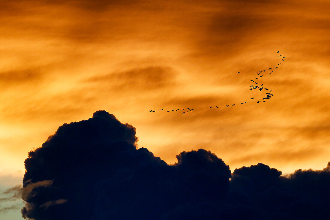 France. Normandy. Department of Manche. Pointe de Montmartin sur Mer. Twilight from the dunes in June. Flight of wild geese.