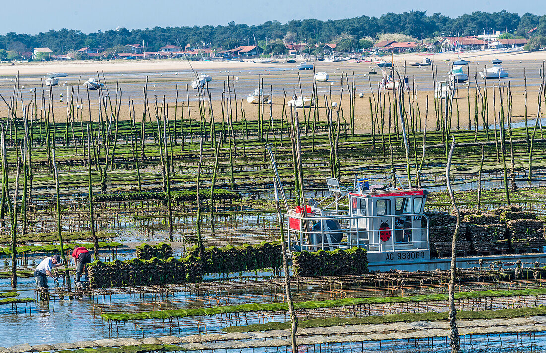 Frankreich,Neu Aquitanien,Arcachon Bucht,Cap Ferret,Menschen arbeiten in den Austernparks bei Ebbe