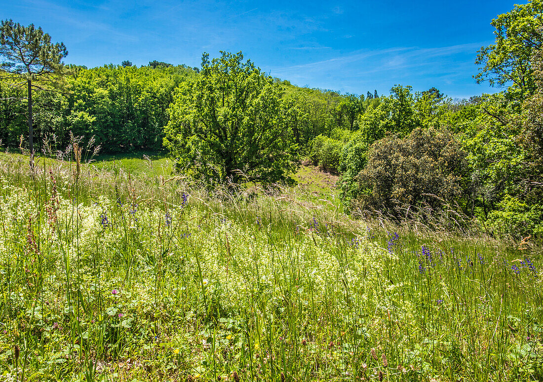 Frankreich,Perigord,Dordogne,Blumenwiese im Frühling