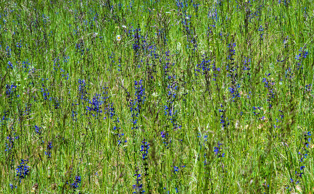 France,Perigord,Dordogne,Meadow Sage (Salvia pratensis) in a flowered meadow in spring